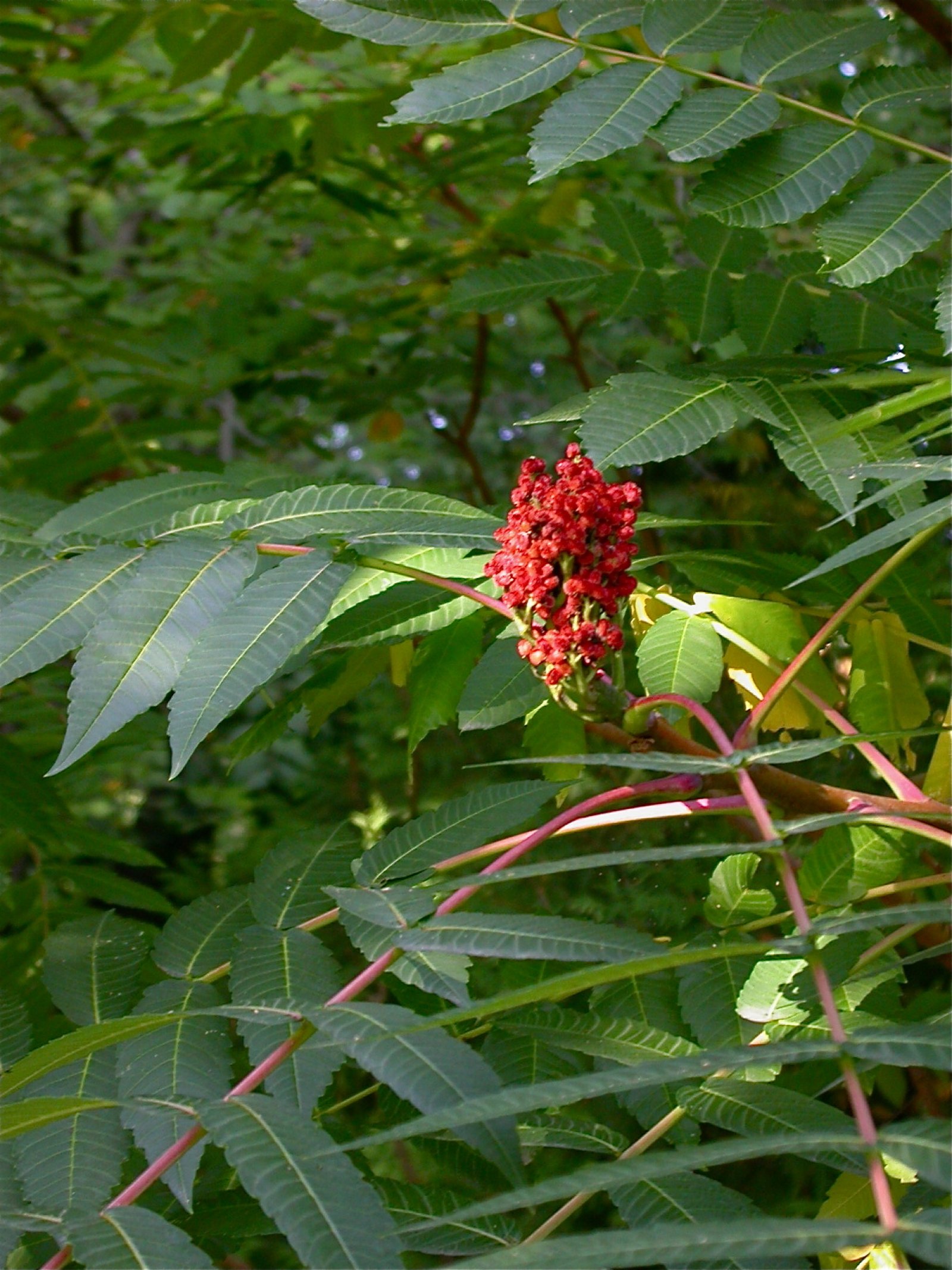 Baum Mit Gefiederten Blättern