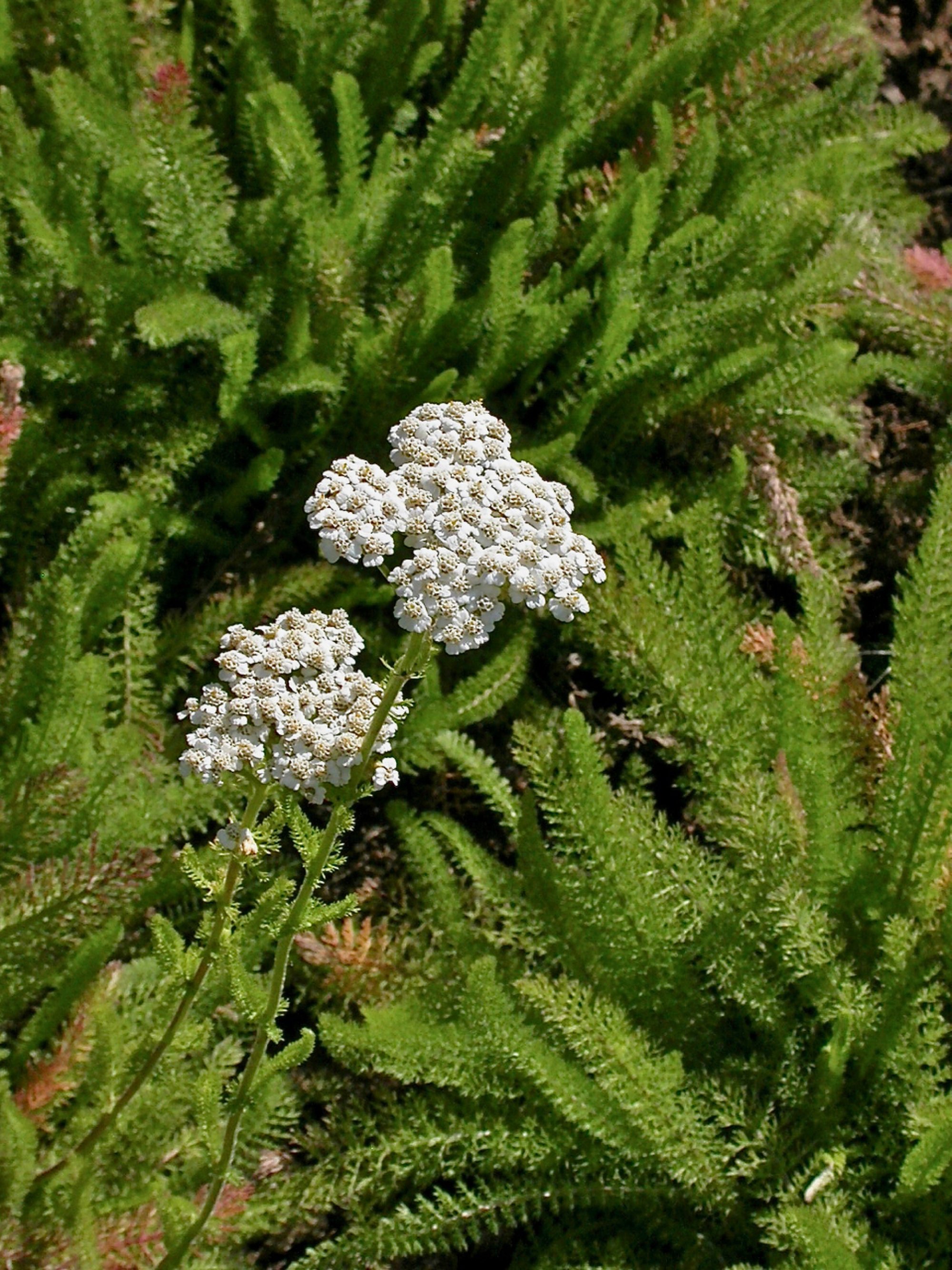 Pflanzen von A Z / Botanischer Garten Frankfurt