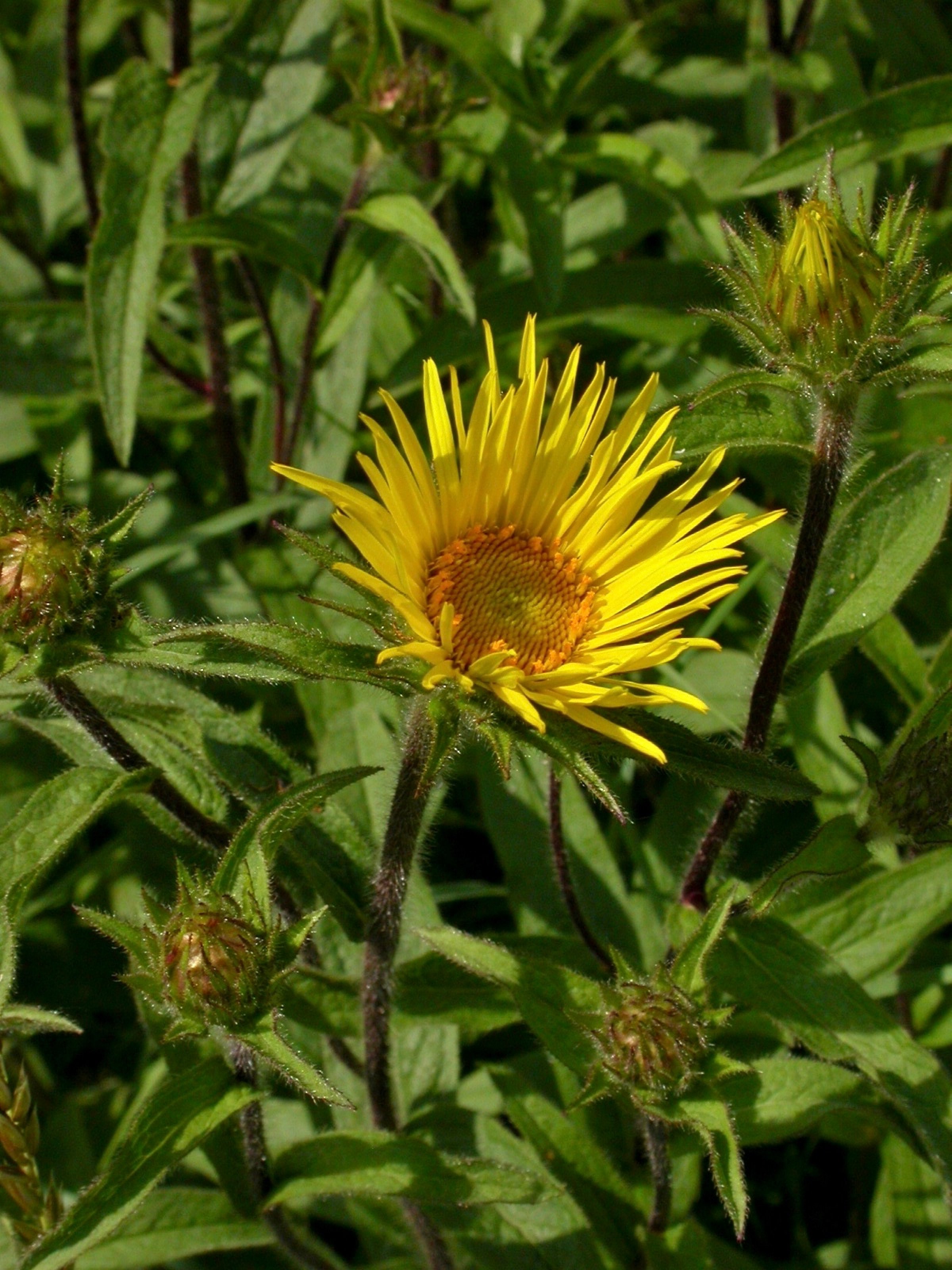 Pflanzen von A Z / Botanischer Garten Frankfurt