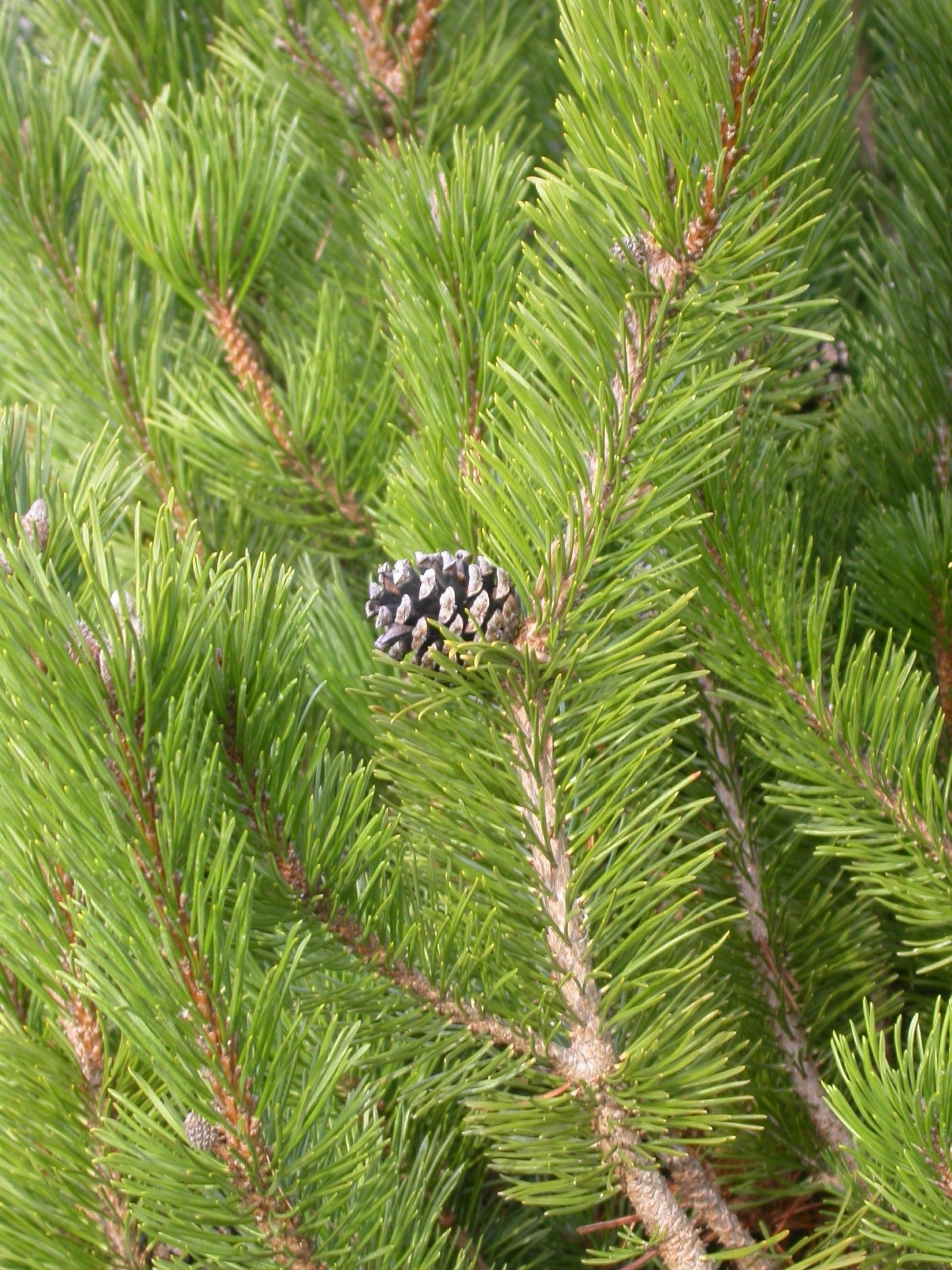 Pflanzen von A Z / Botanischer Garten Frankfurt