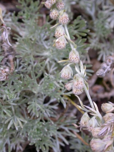 Artemisia alpina  (=A. caucasica)